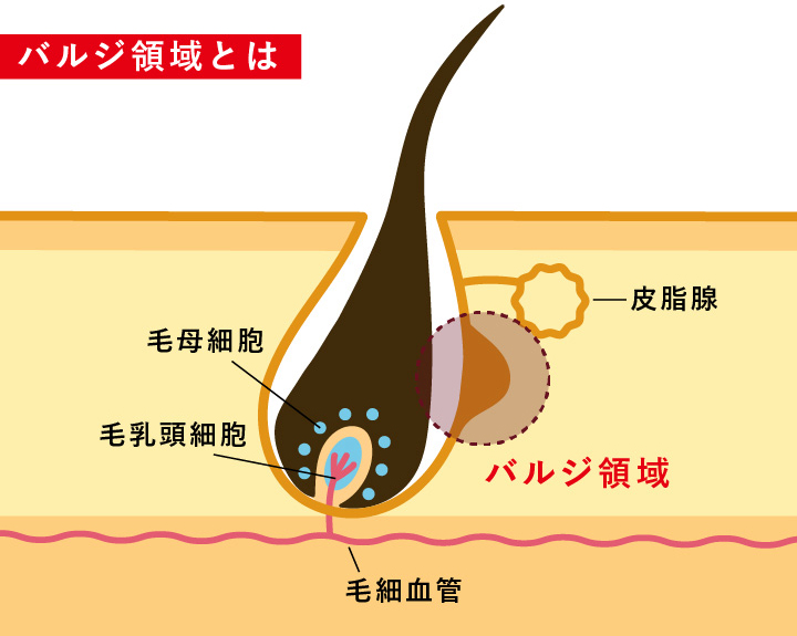 バジル領域とは